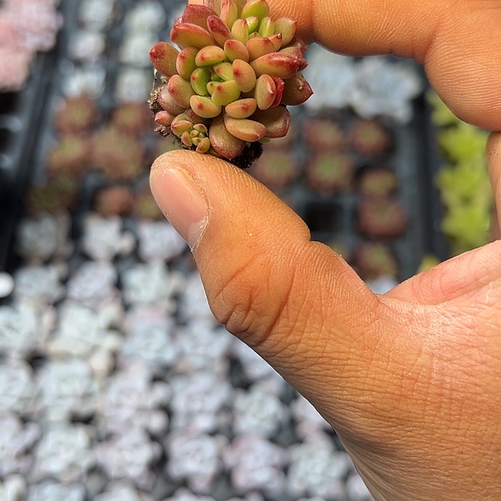 红宝石 满10颗包邮