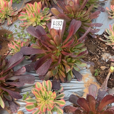 831爱神不包断枝