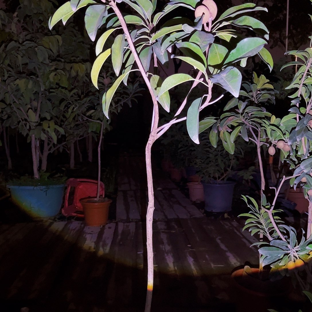 无花朵快***羊ddddddd