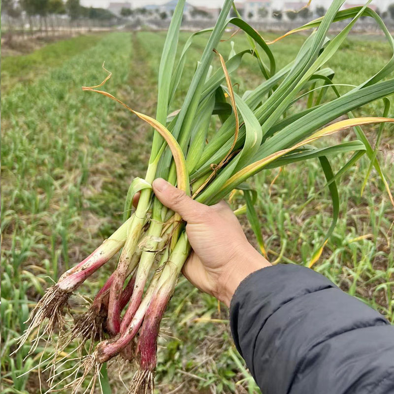 3斤装新鲜红皮蒜苗湖北荆州农家自种露天小香蒜