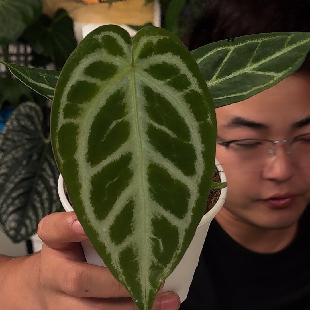 完全开放E140超级银杂skg