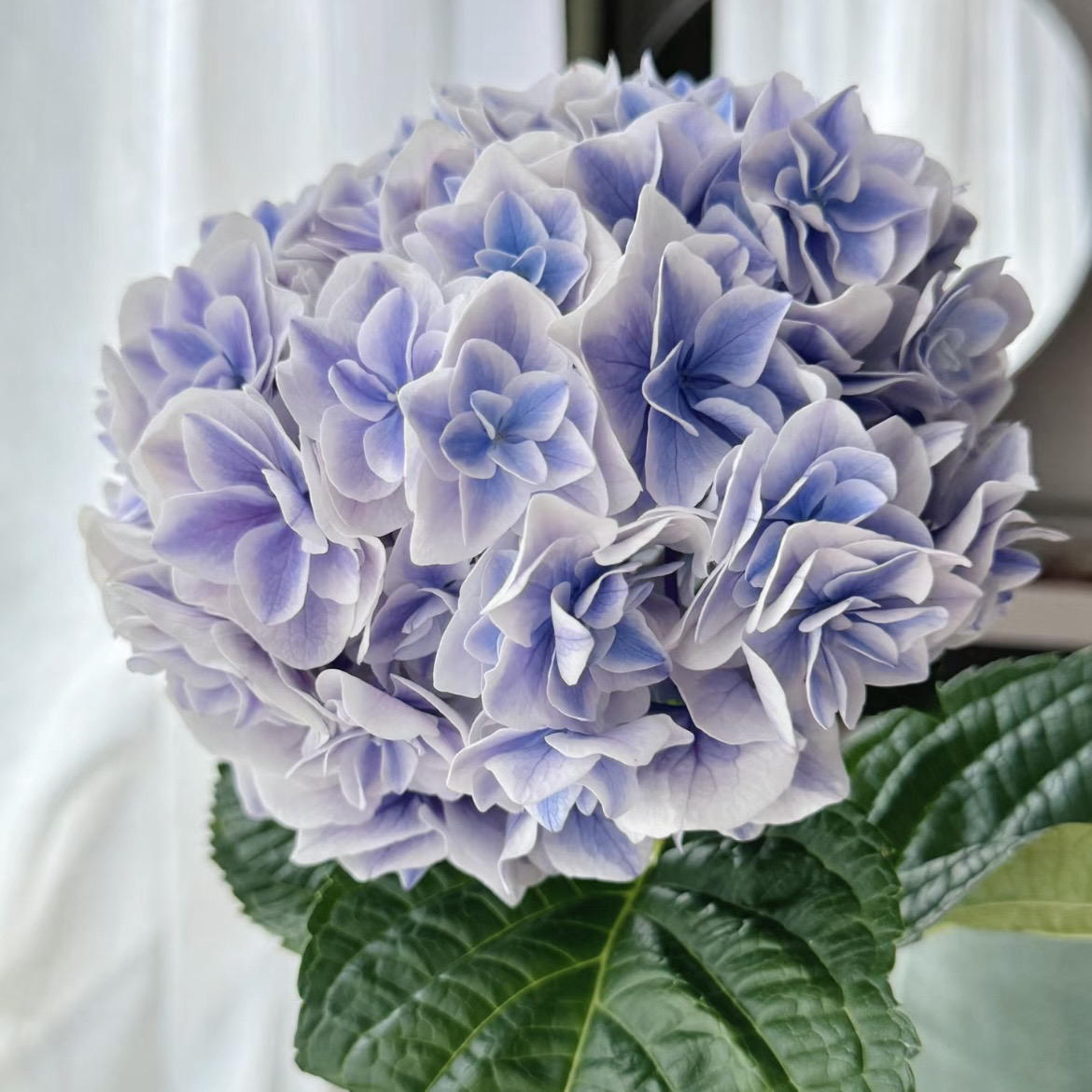 【蓝楹】小众稀有绣球鲜切花云南直发