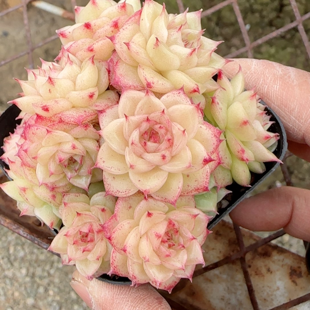 萍*【闪购商品】0215-67（m1-572）