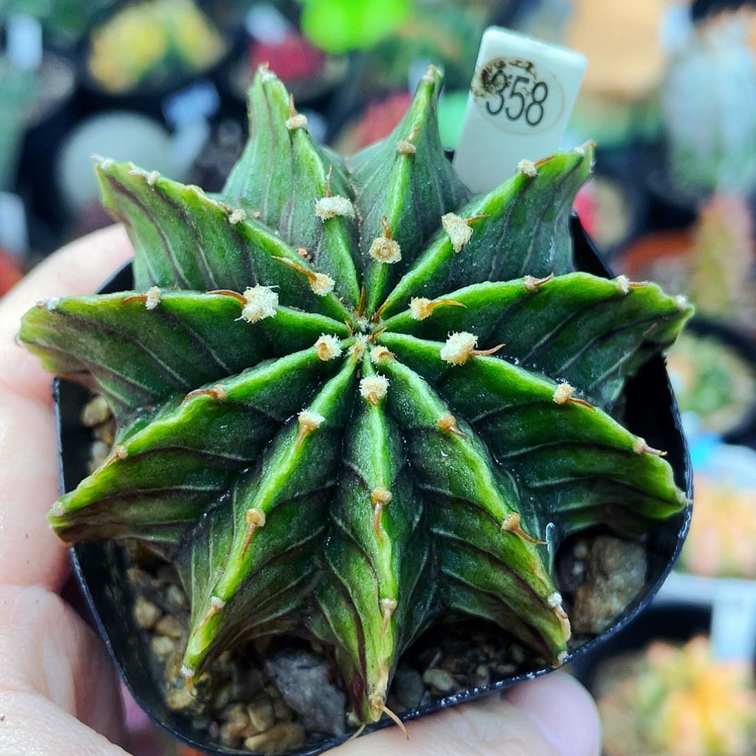 非偏远地区满25包邮仙人球