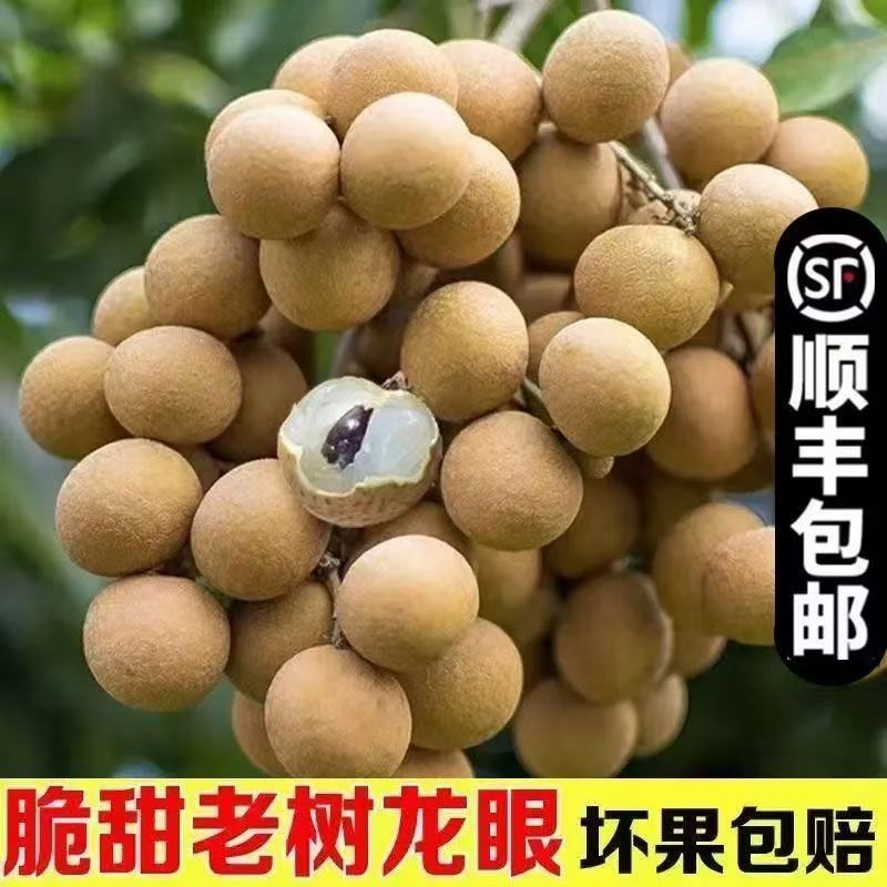 【顺丰冷链】 广东龙眼新鲜石硖鲜果当季新鲜爆甜桂圆一整箱批发o