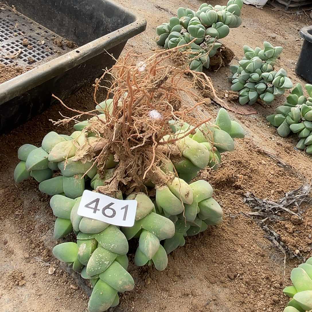 雾***时秋琴玉1颗46100