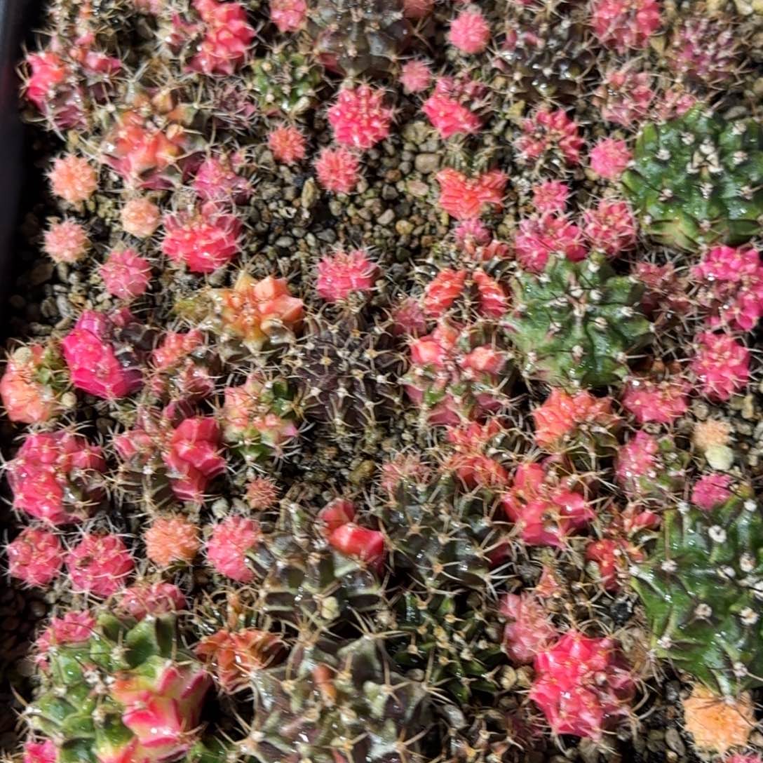 米哈实生自然锦海轮系列205