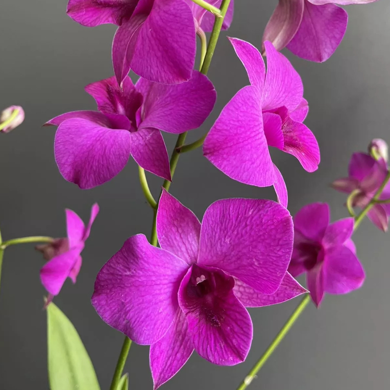 久久红秋石斛盆栽室内外阳台客厅大花石斛花好养窗台多年生石斛兰