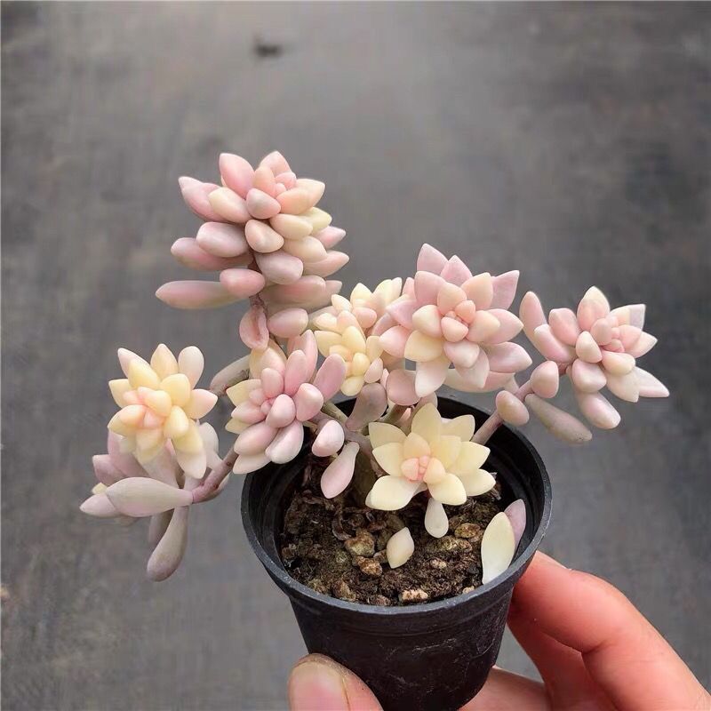 姬秋丽锦多肉植物彩色带锦阳台绿植花卉带盆土发新手好养