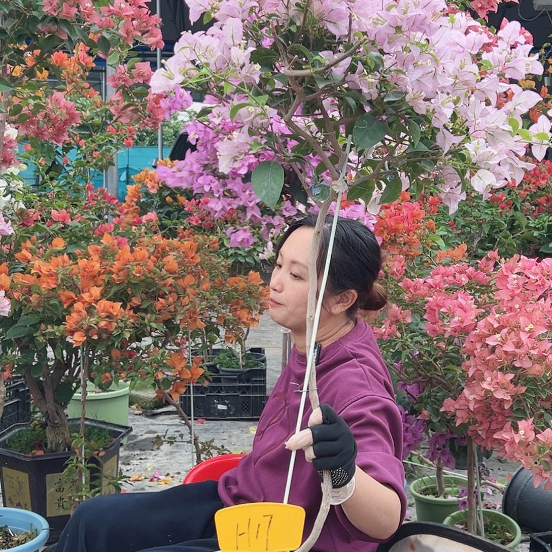手***育大部分花苞少量开放H17丽娜