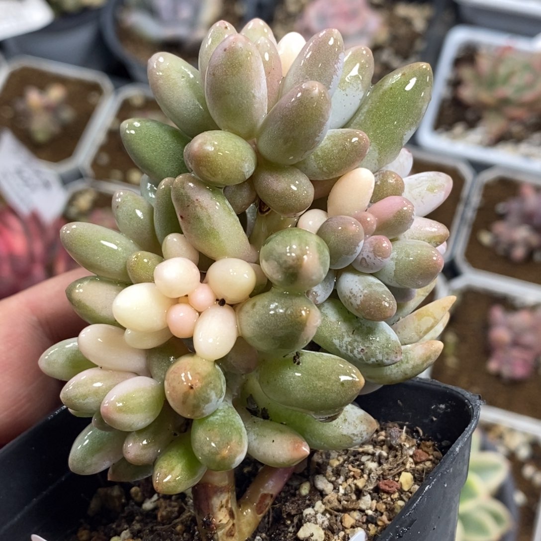 579婴儿手指锦群生好多头