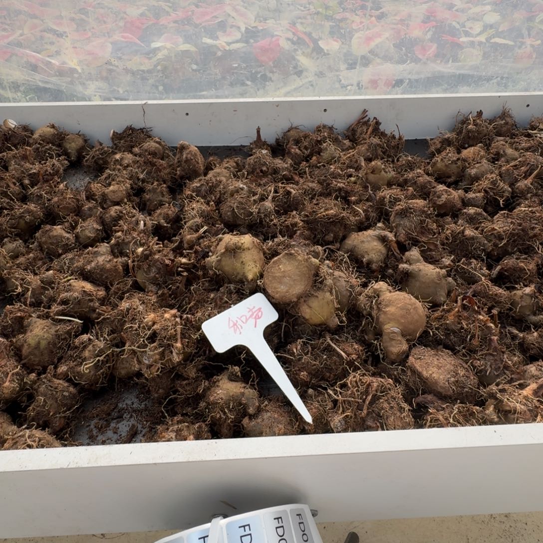 无花朵白和声种球5-6公分