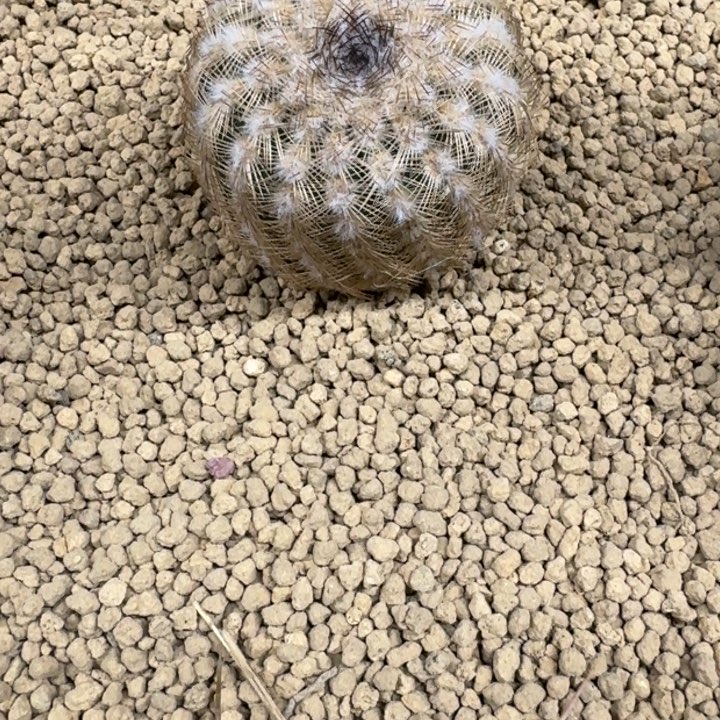 仙人球，丽光虾，有根
