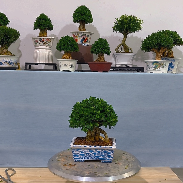 J***.无花朵福建黄杨一树一拍