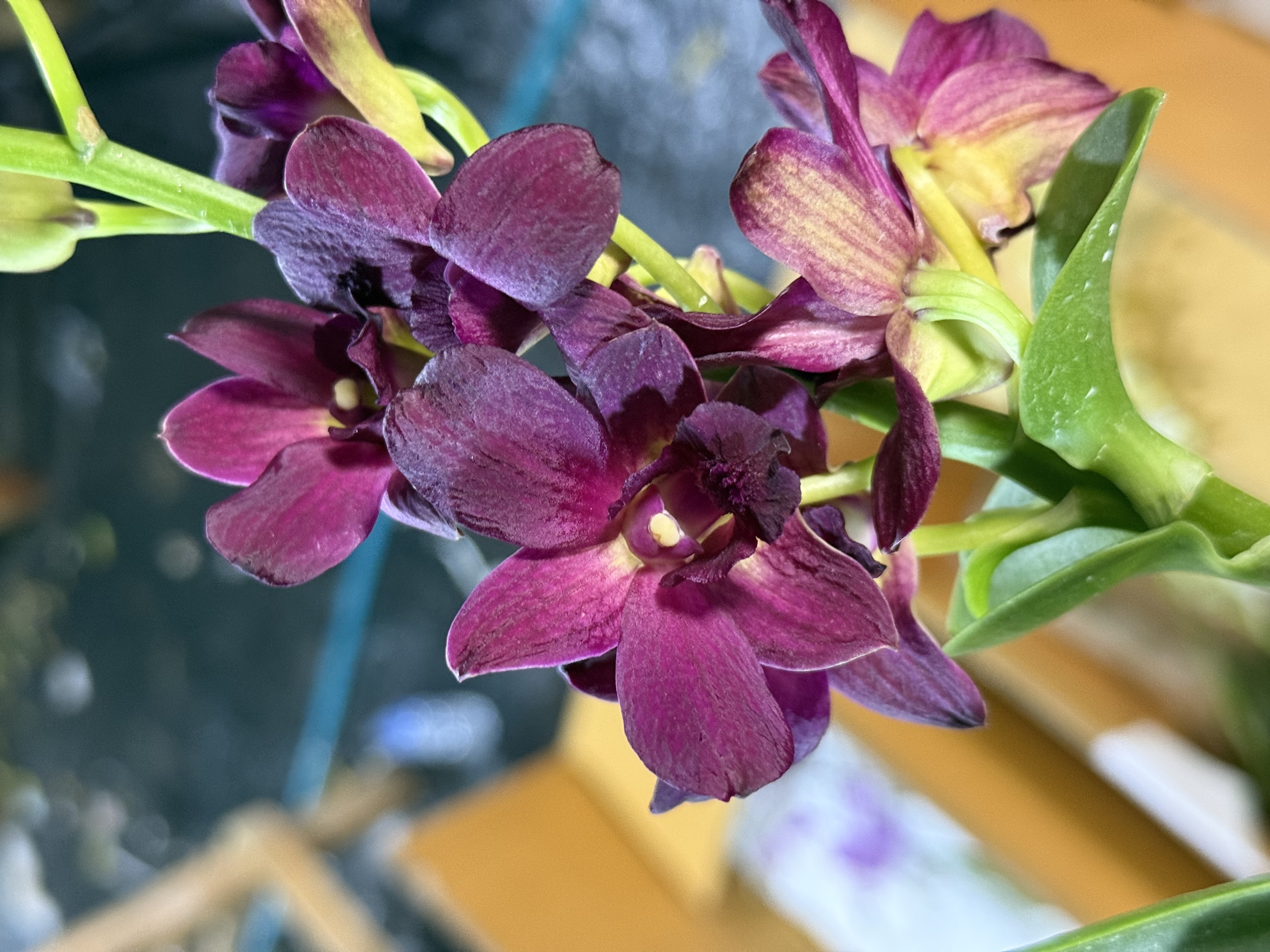 泰秋花王（保苗不保花一物一拍）【秋石斛】好养大花花期长 云南绿植