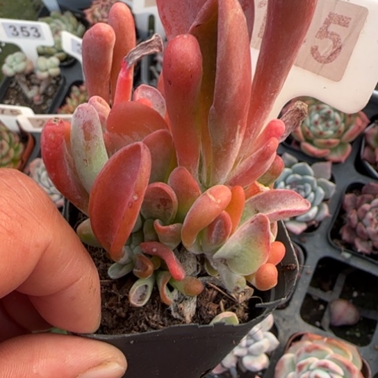 145火狐狸多肉植物多