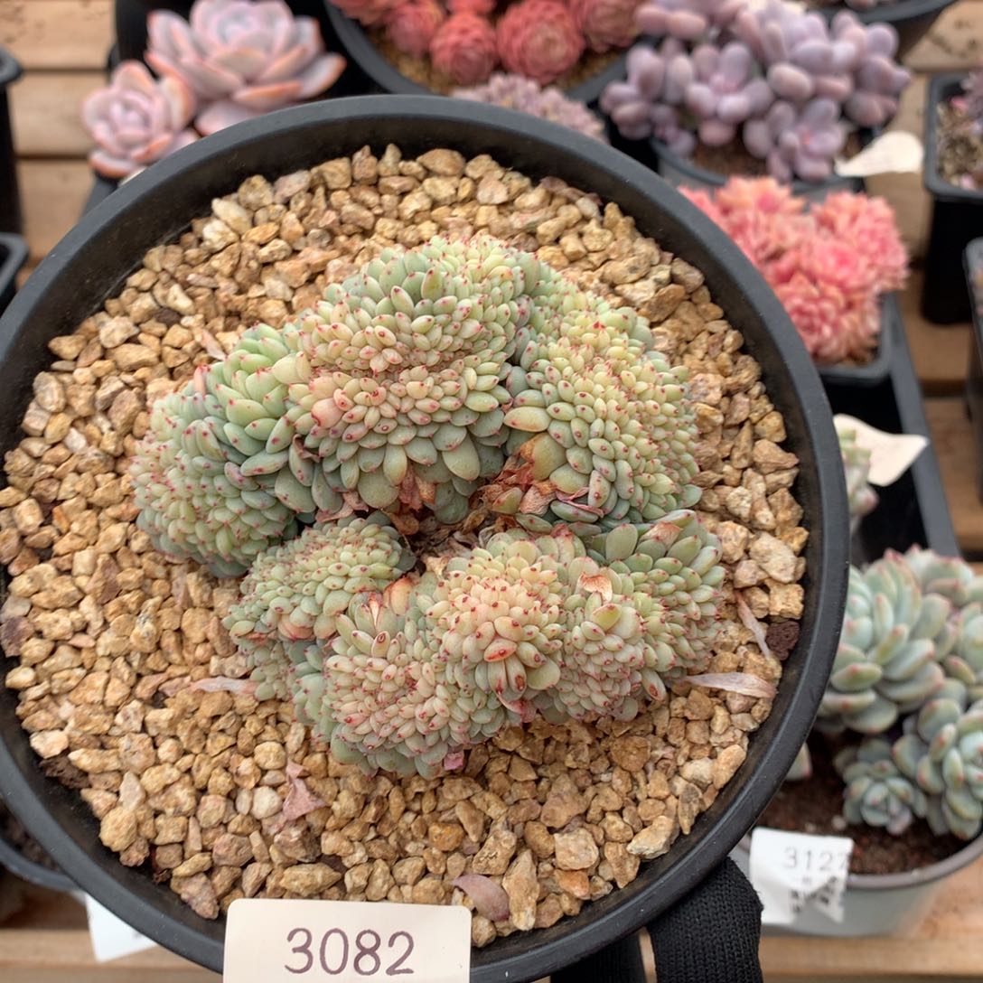 10厘米白胖子缀3082