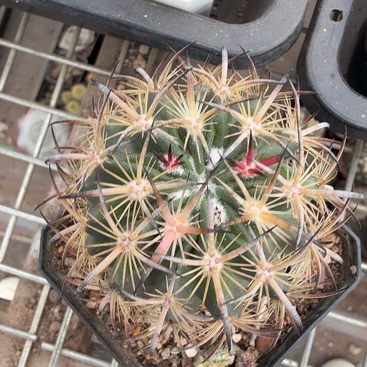 实生虎抓玉5仙人球