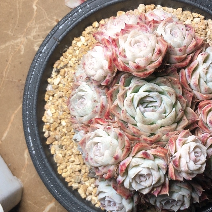 o**星381///////////////