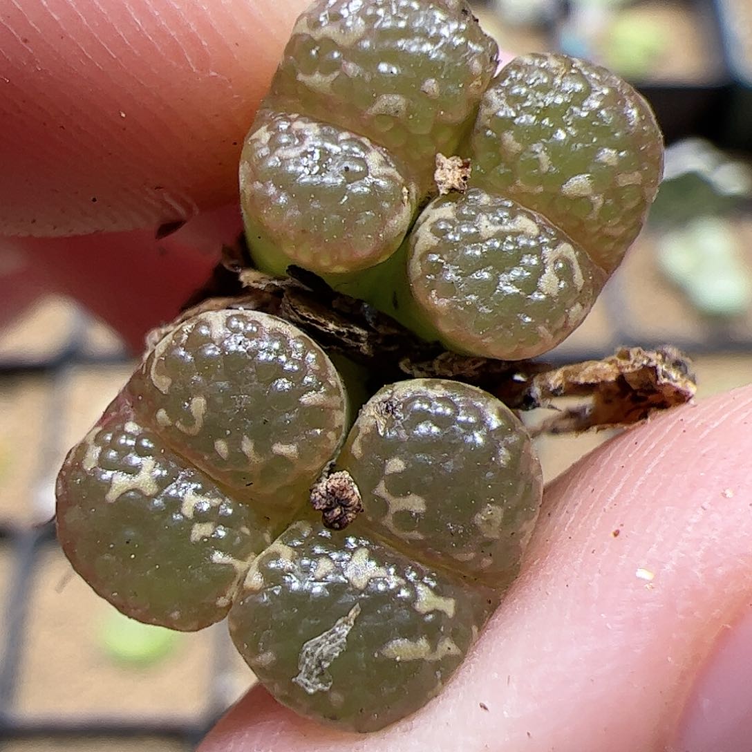 【闪购商品】265 泡泡勋章