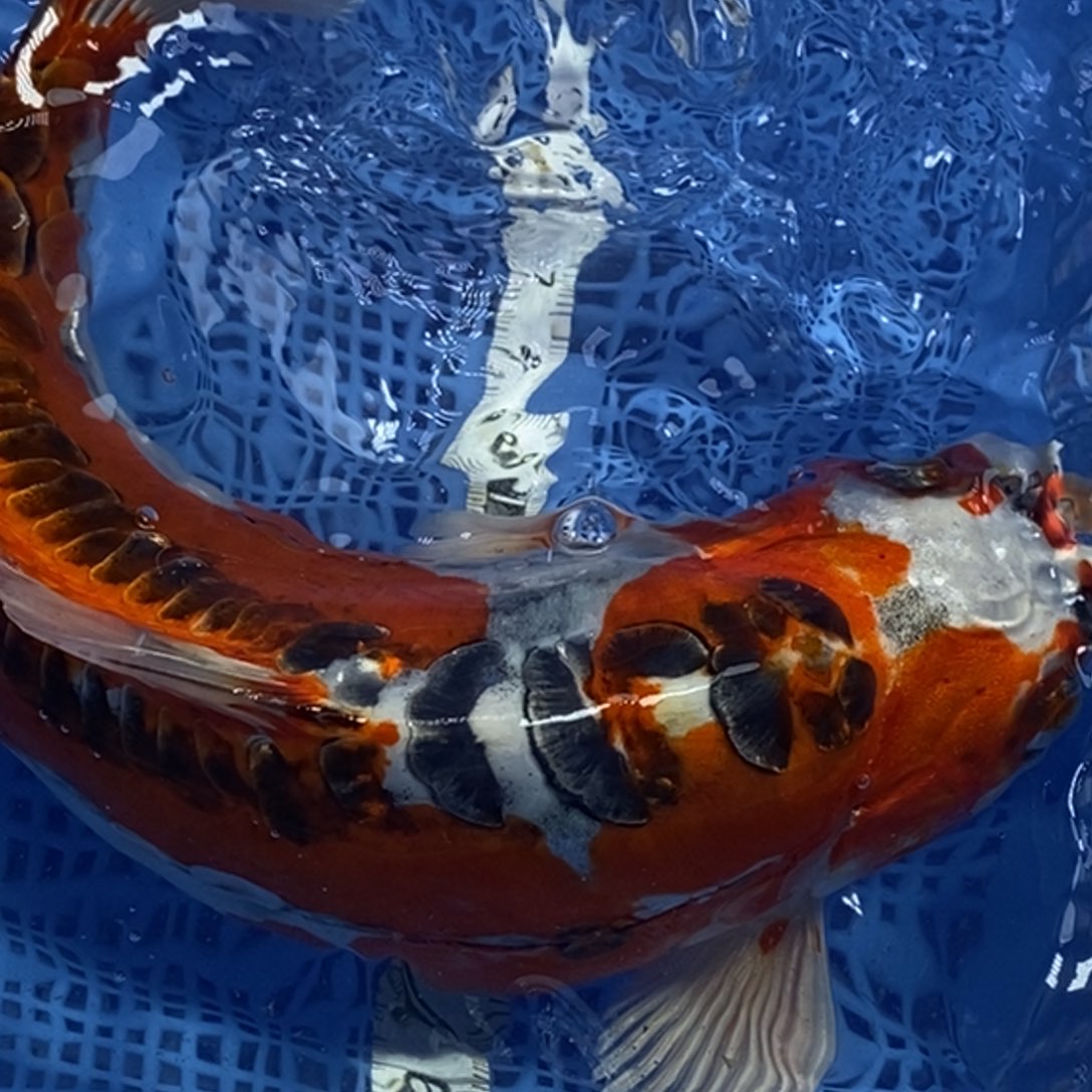 锦鲤冷水锦鲤包邮