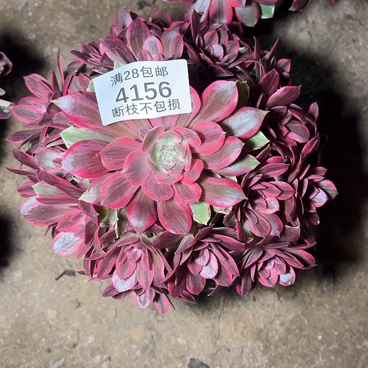 4156浣纱多肉植物