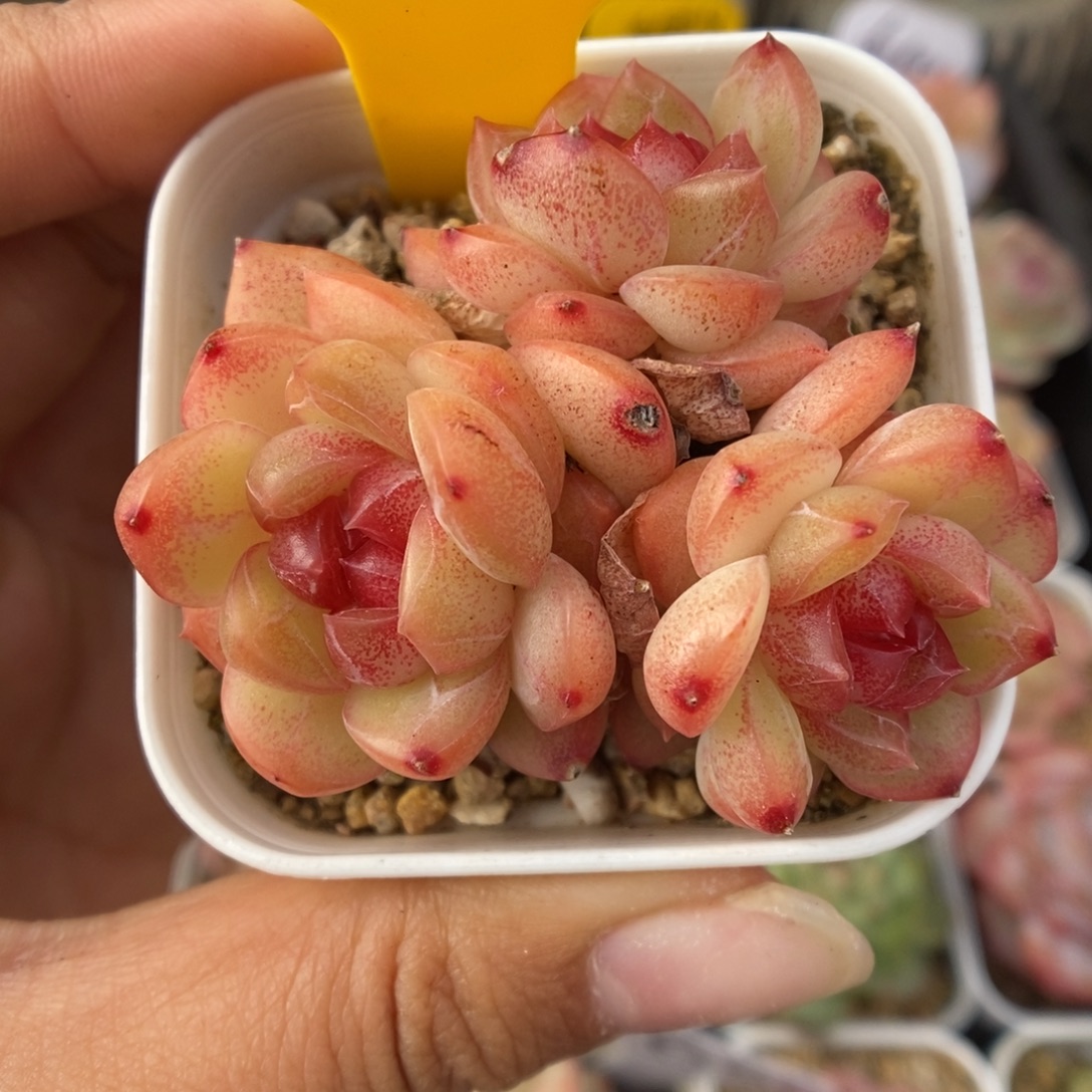琴心群生可拍316号。    