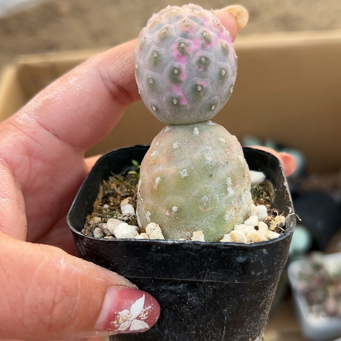 多肉植物无刺习志野