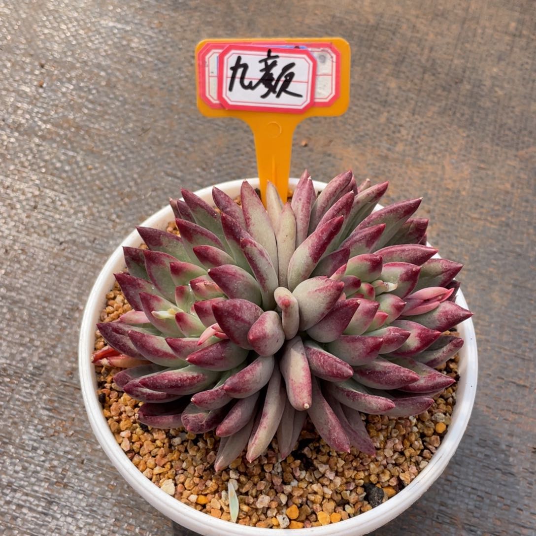 九*多肉植物358639