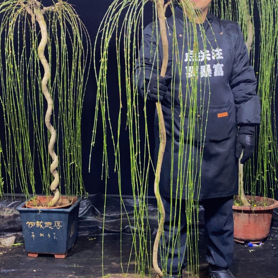 三台迎春，一物一拍，