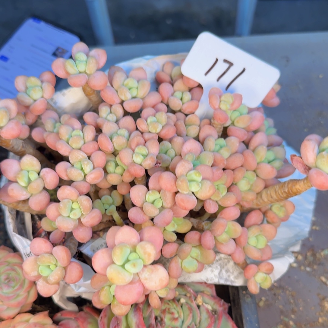 多肉植物的生长发育和