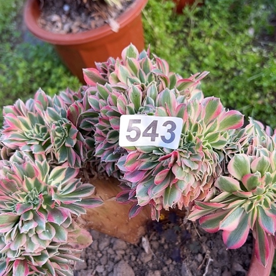 Z***Y多肉植物一个女巫543