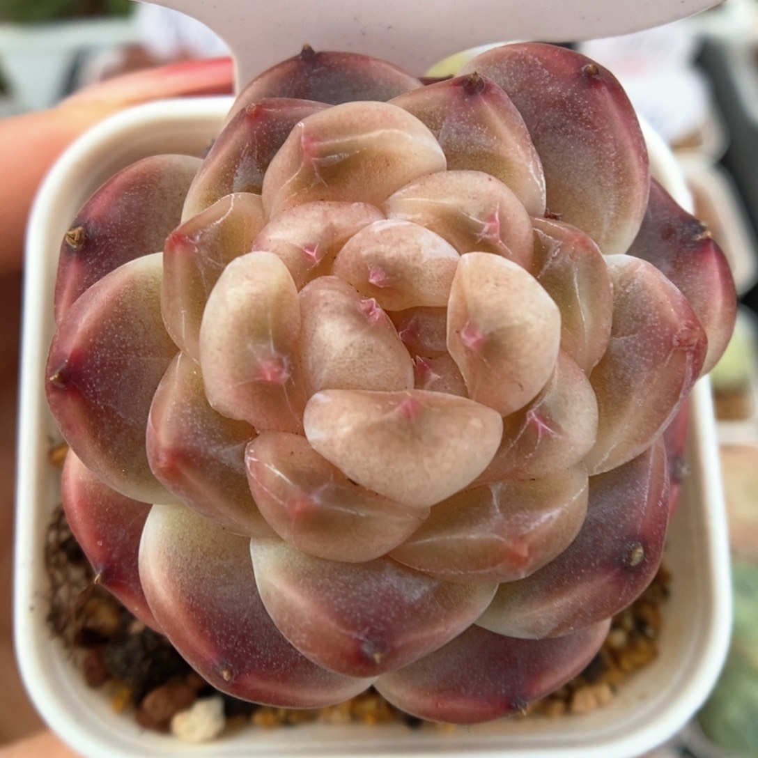 熊猫脸冰魄可拍751号