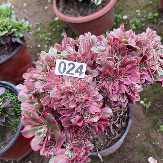 未***好多肉植物一个有伤024