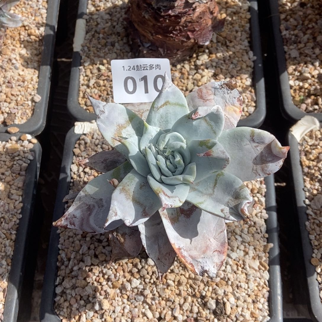 010雪山多肉植物