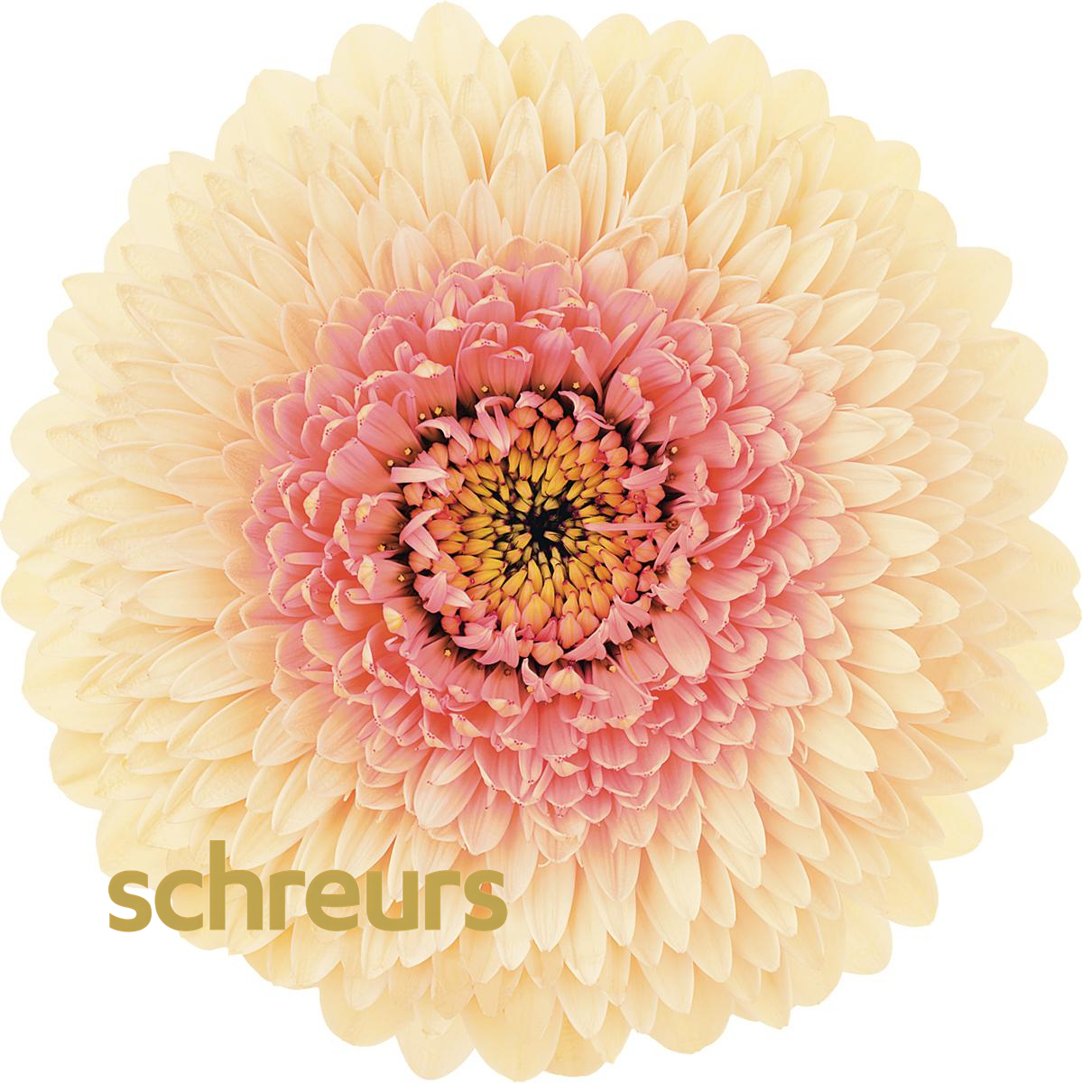 【七礼夫人】雅典非洲菊 小众稀有品种  云南基地现采直发