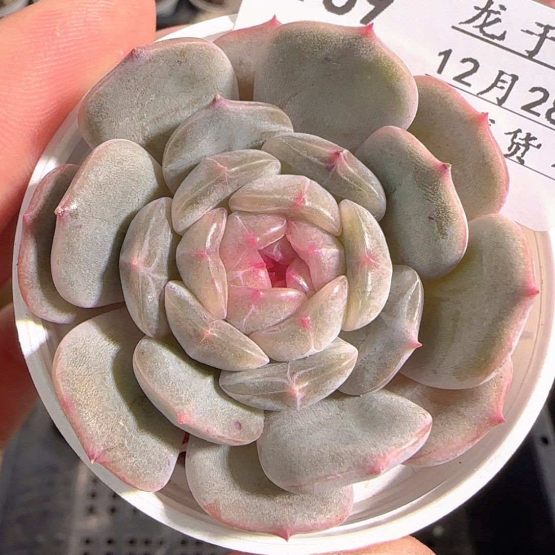 多肉1228-169白恋