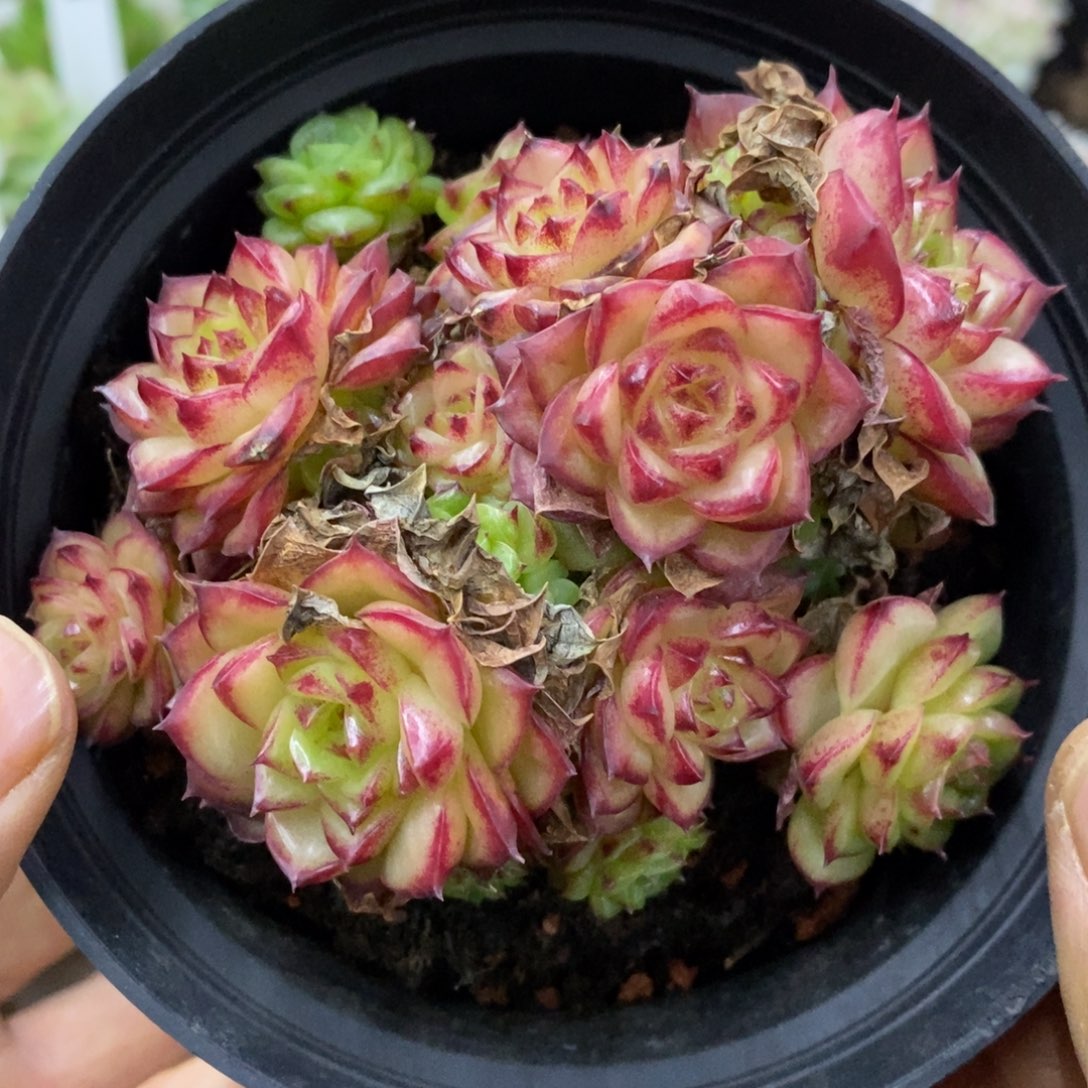 精品多肉一物一拍不包整22