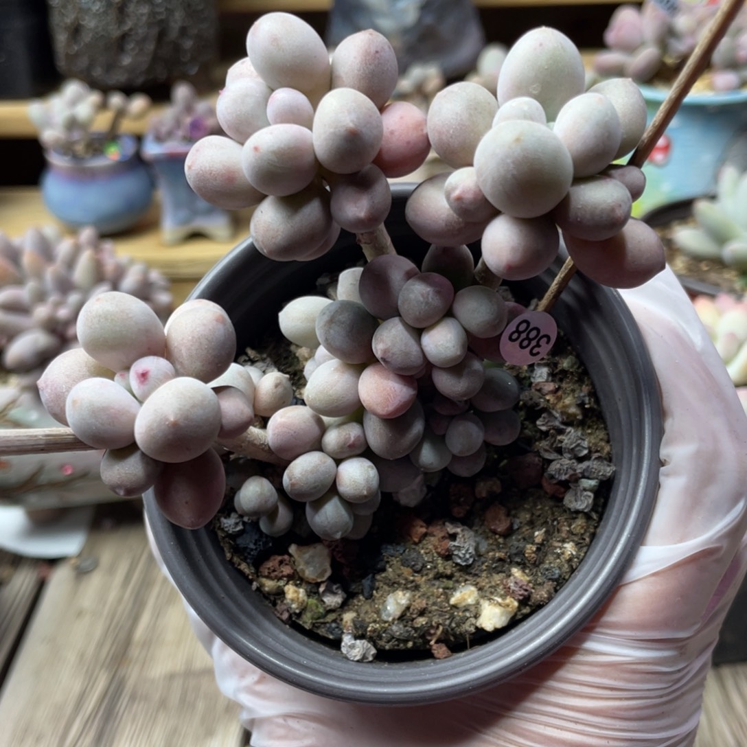 仙子奶酪多肉植物