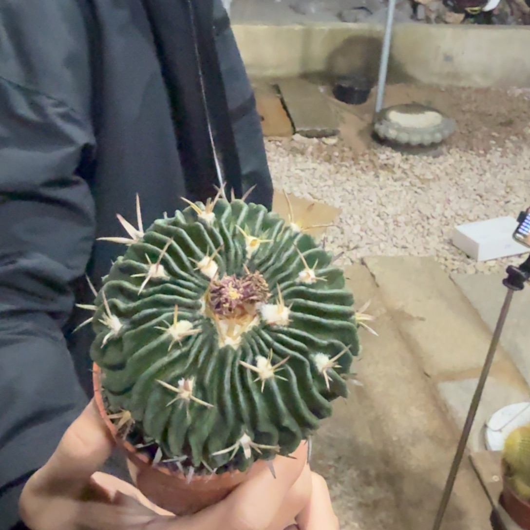 振武玉实生仙人球