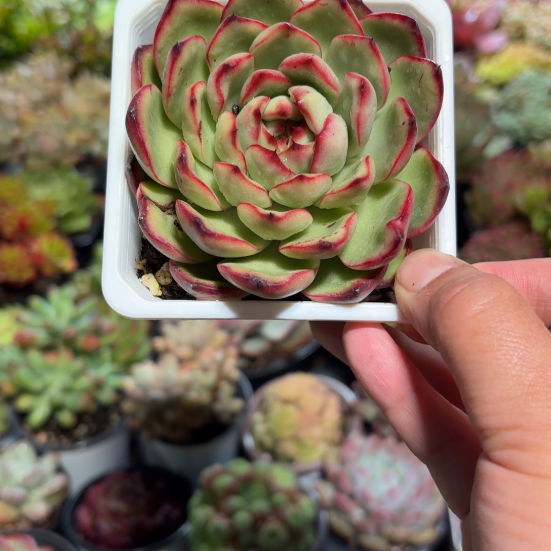 万宝龙多肉9㎝盆单头