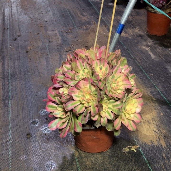 7香妃多肉多肉多肉多肉