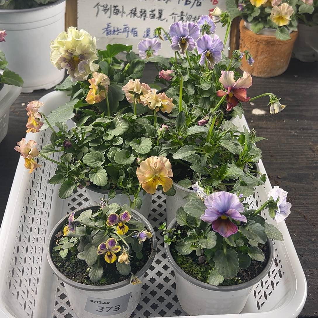 大部分花苞少量开放134号