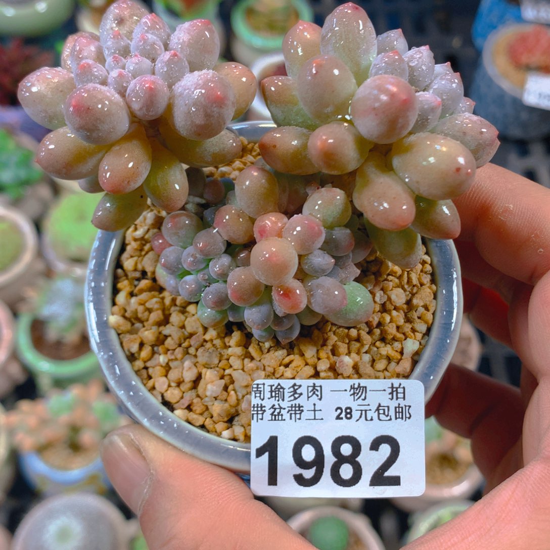 精控多肉植物1982