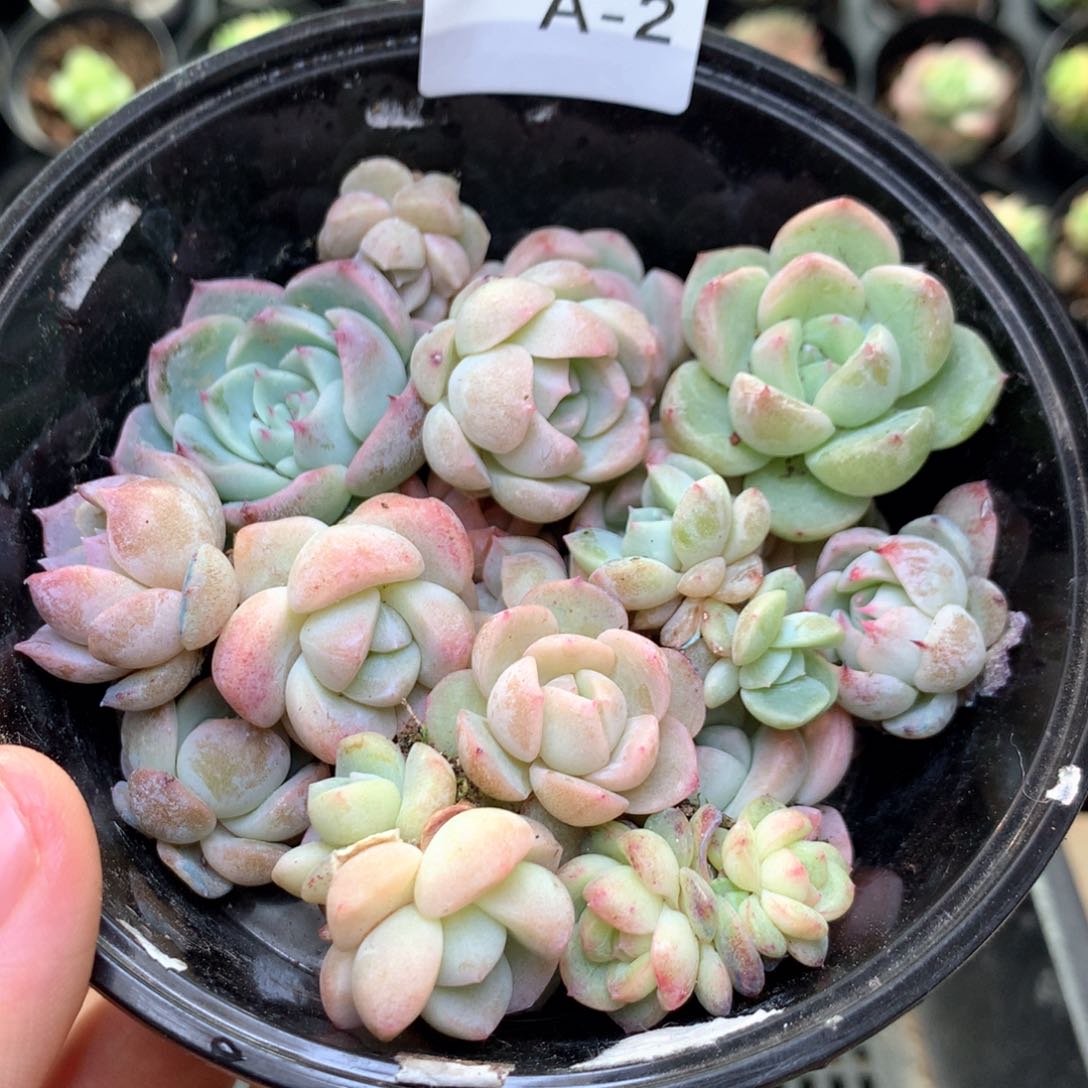 A2 珍妮糖心巫拉拉组合