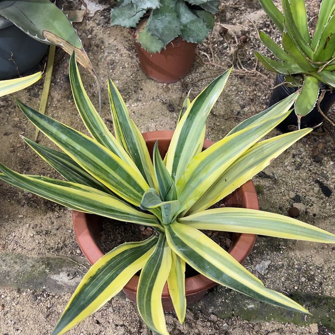 鹦鹉嘴异锦龙舌兰