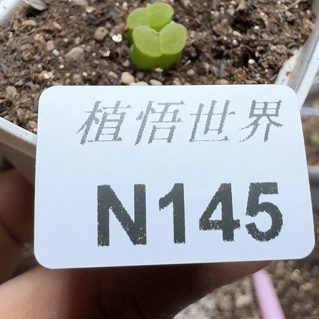 145号多肉植物哇d f