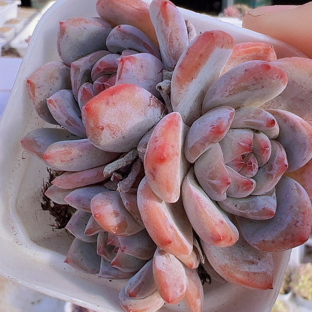 石榴籽群19包邮多肉植物