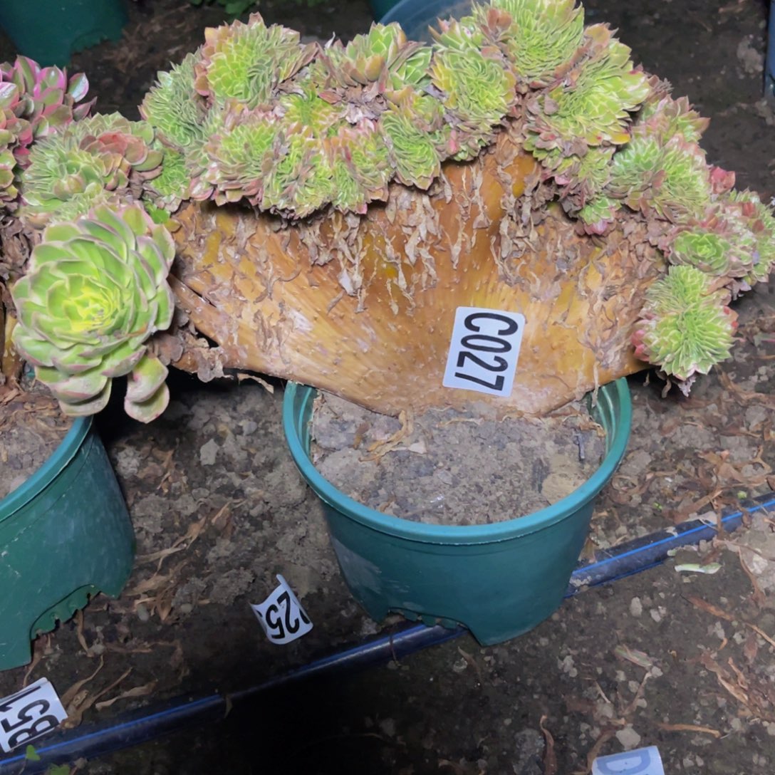 海王法师16///////11包邮