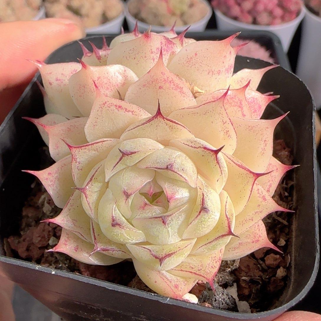 多肉1229-236小魔仙